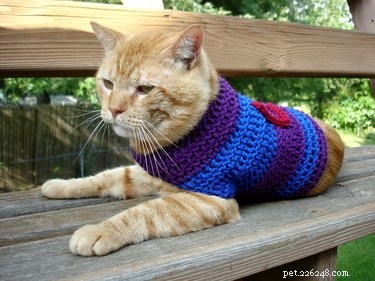 20 animali che abbracciano il clima del maglione