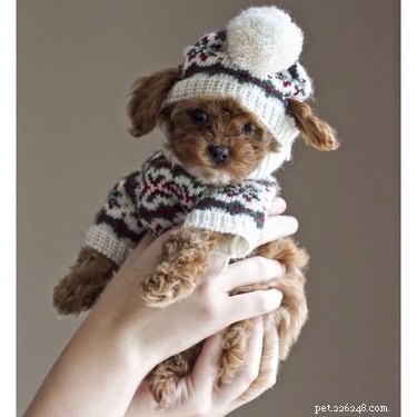 20 животных, которым нравится погода в свитере