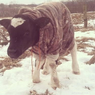 20 animais que estão adotando o clima do suéter