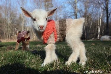 20 животных, которым нравится погода в свитере