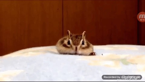 Este esquilo resgatado descobrindo lençóis frescos é tudo