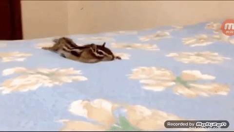 Este esquilo resgatado descobrindo lençóis frescos é tudo