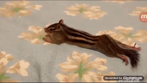 Questo scoiattolo salvato che scopre le lenzuola fresche è tutto