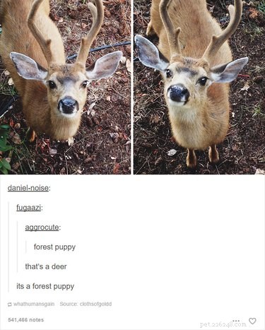 Slechts 55 Tumblr-berichten over dieren die je LOL maken