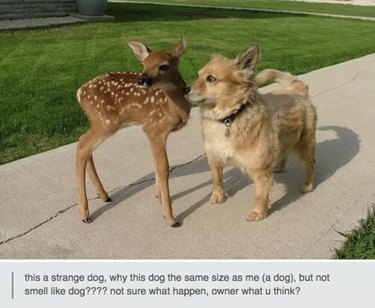 Apenas 55 postagens no Tumblr sobre animais que farão você rir