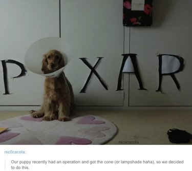 Jen 55 příspěvků na Tumblr o zvířatech, které z vás udělají LOL