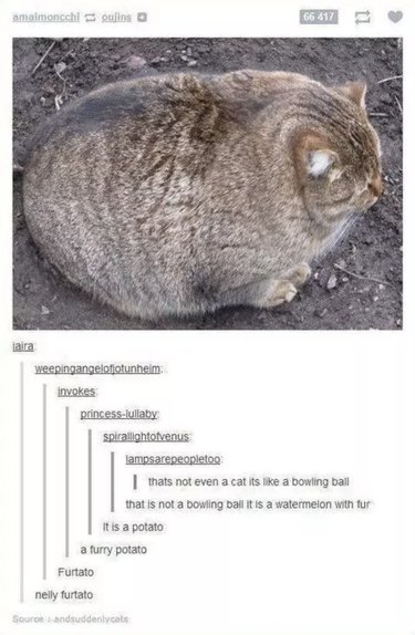 Bara 55 Tumblr-inlägg om djur som kommer att göra dig LOL