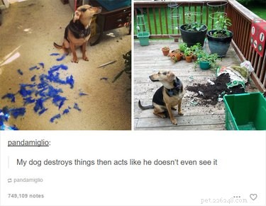 Solo 55 post di Tumblr sugli animali che ti faranno LOL