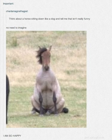 Apenas 55 postagens no Tumblr sobre animais que farão você rir