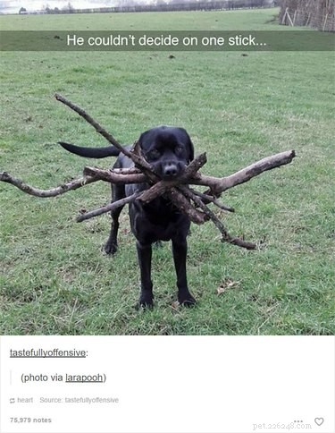 Solo 55 post di Tumblr sugli animali che ti faranno LOL