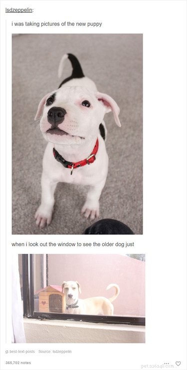 Slechts 55 Tumblr-berichten over dieren die je LOL maken