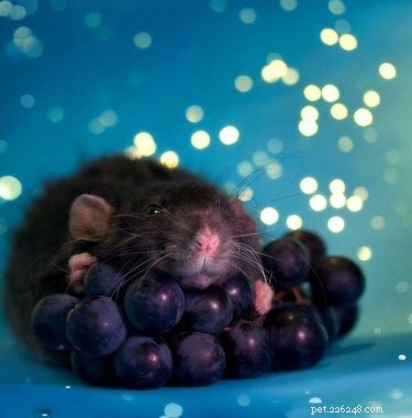 Apenas 15 dos ratos mais fofos de todos os tempos