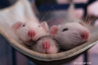 Seulement 15 des rats les plus mignons de tous les temps