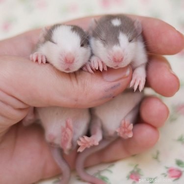 Apenas 15 dos ratos mais fofos de todos os tempos