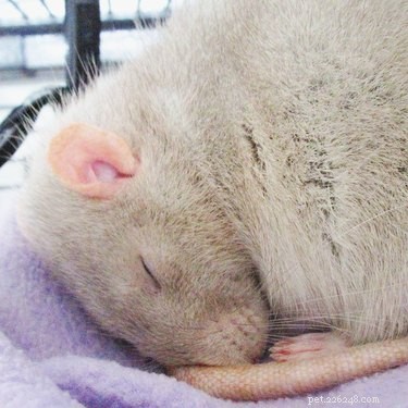 Seulement 15 des rats les plus mignons de tous les temps