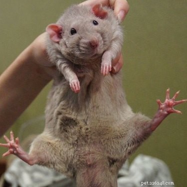 Slechts 15 van de schattigste ratten ooit