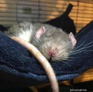 Bara 15 av de sötaste råttor någonsin