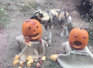 動物園の動物がカボチャを壊すのはそれが聞こえるよりもさらに楽しい 