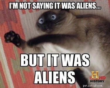 Solo 18 animali domestici che hanno avuto incontri con alieni