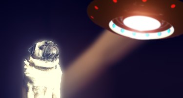 Slechts 18 huisdieren die buitenaardse ontmoetingen hebben gehad