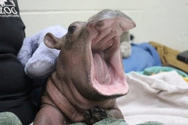 Fiona The Baby Hippo har precis fotobombat ett par förlovningsbild