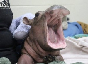 Fiona The Baby Hippo har precis fotobombat ett par förlovningsbild