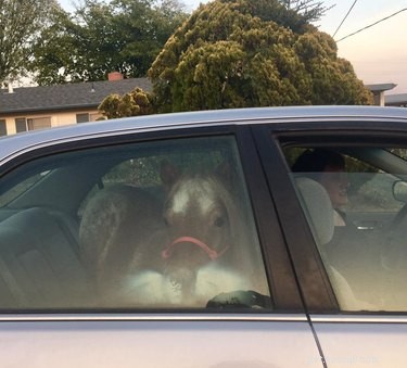 Donna mette pony sul sedile posteriore Honda Accord per un motivo molto legittimo