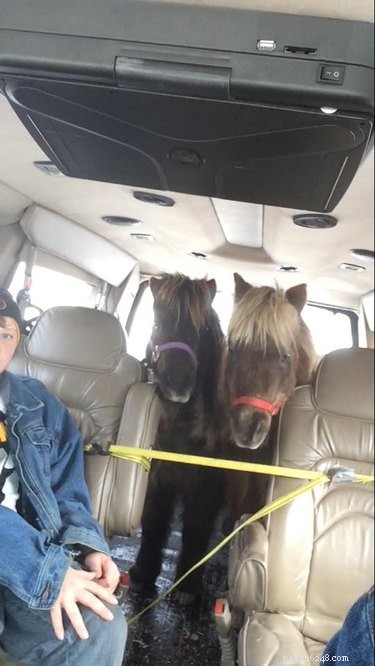 Kvinna sätter ponny i baksätet Honda Accord av en mycket legitim anledning
