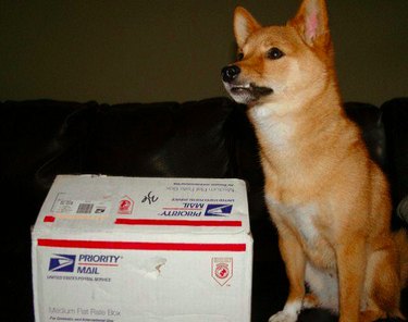 20 reakcí domácích mazlíčků, které jste v podstatě vy, když jednáte s poštou