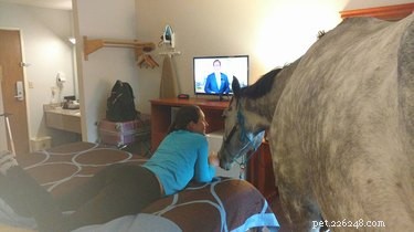 Une femme essaie d enregistrer son cheval dans un hôtel et ce qui se passe ensuite est surprenant