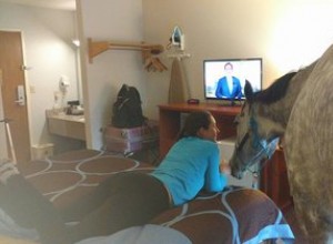 Žena se snaží dostat svého koně do hotelu a to, co se stane dál, je překvapivé