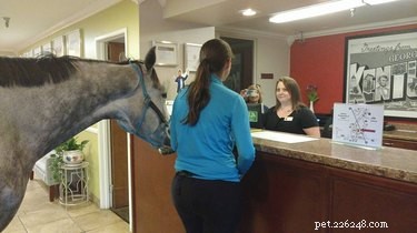 女性が自分の馬をホテルにチェックインしようとし、次に何が起こるかは驚くべきことです