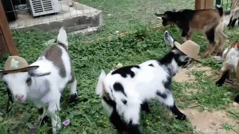 Les bébés chèvres portant des chapeaux de cow-boy sont essentiellement tout ce qui nous intéresse cette semaine