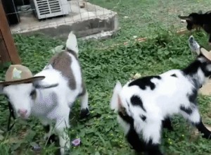 Les bébés chèvres portant des chapeaux de cow-boy sont essentiellement tout ce qui nous intéresse cette semaine