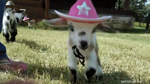 Les bébés chèvres portant des chapeaux de cow-boy sont essentiellement tout ce qui nous intéresse cette semaine