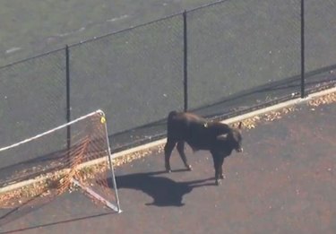 ムーヨークからの脱出：ブルックリンで自由に走る雄牛は火曜日をそれほど退屈にしません 