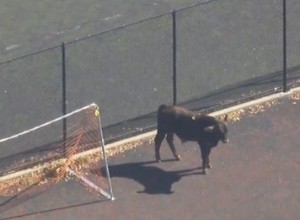 Escape From Moo York :Bull Running Free In Brooklyn rend le mardi pas si ennuyeux