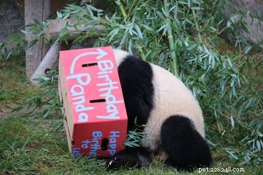 Deze ongelooflijke GIF s zullen je eraan herinneren dat panda s even onhandig als schattig zijn
