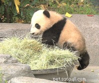 Deze ongelooflijke GIF s zullen je eraan herinneren dat panda s even onhandig als schattig zijn