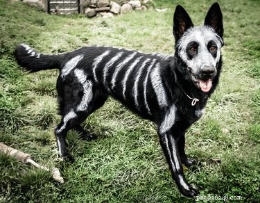 29 husdjur som är så exalterade inför Halloween