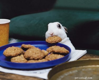 Les 21 photos les plus drôles de voleurs de nourriture à fourrure
