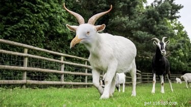 28 animaux hybrides bizarres photoshoppés dont nous souhaitons qu ils existent IRL