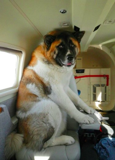 14 huisdieren die net met Spirit Airlines vlogen