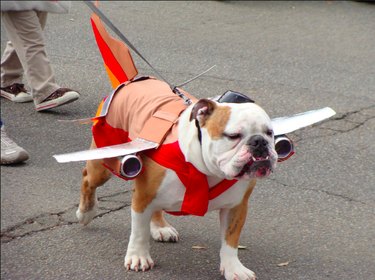 14 huisdieren die net met Spirit Airlines vlogen