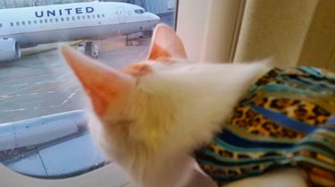 14 animais de estimação que acabaram de voar na Spirit Airlines