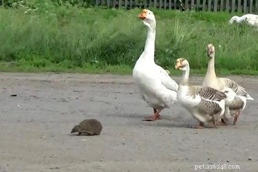 L incroyable se produit lorsque des oies voient un hérisson traverser une route