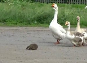 Úžasné se stane, když husy uvidí ježka přecházet silnici