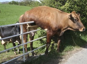 動物があなたに見せたくない21枚の写真 