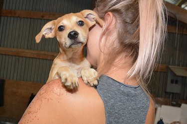 Ваш телефон может помочь воссоединить домашних животных, потерянных во время урагана Харви