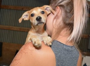 Váš telefon může pomoci sjednotit mazlíčky ztracené během hurikánu Harvey